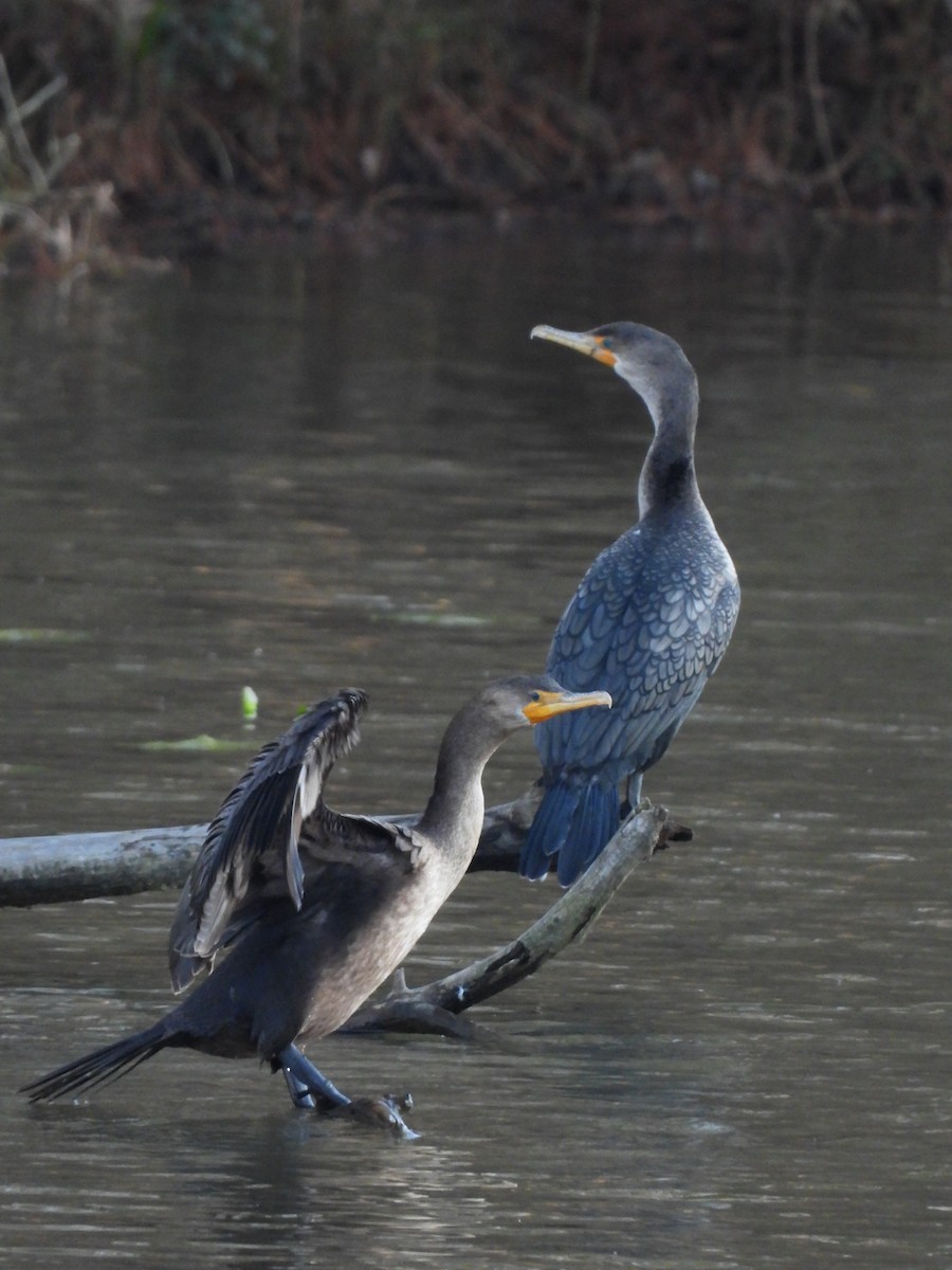 Double-crested Cormorant - ML646865082
