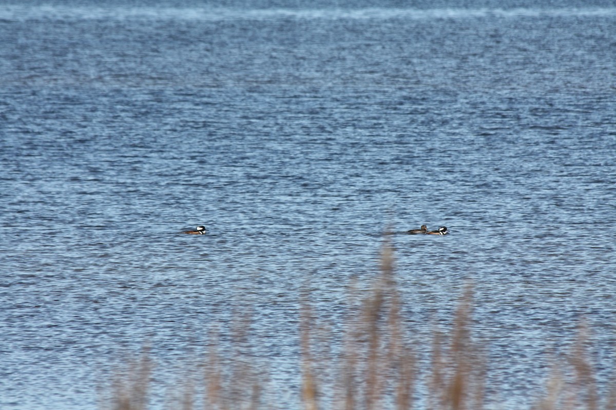 Hooded Merganser - ML646865083