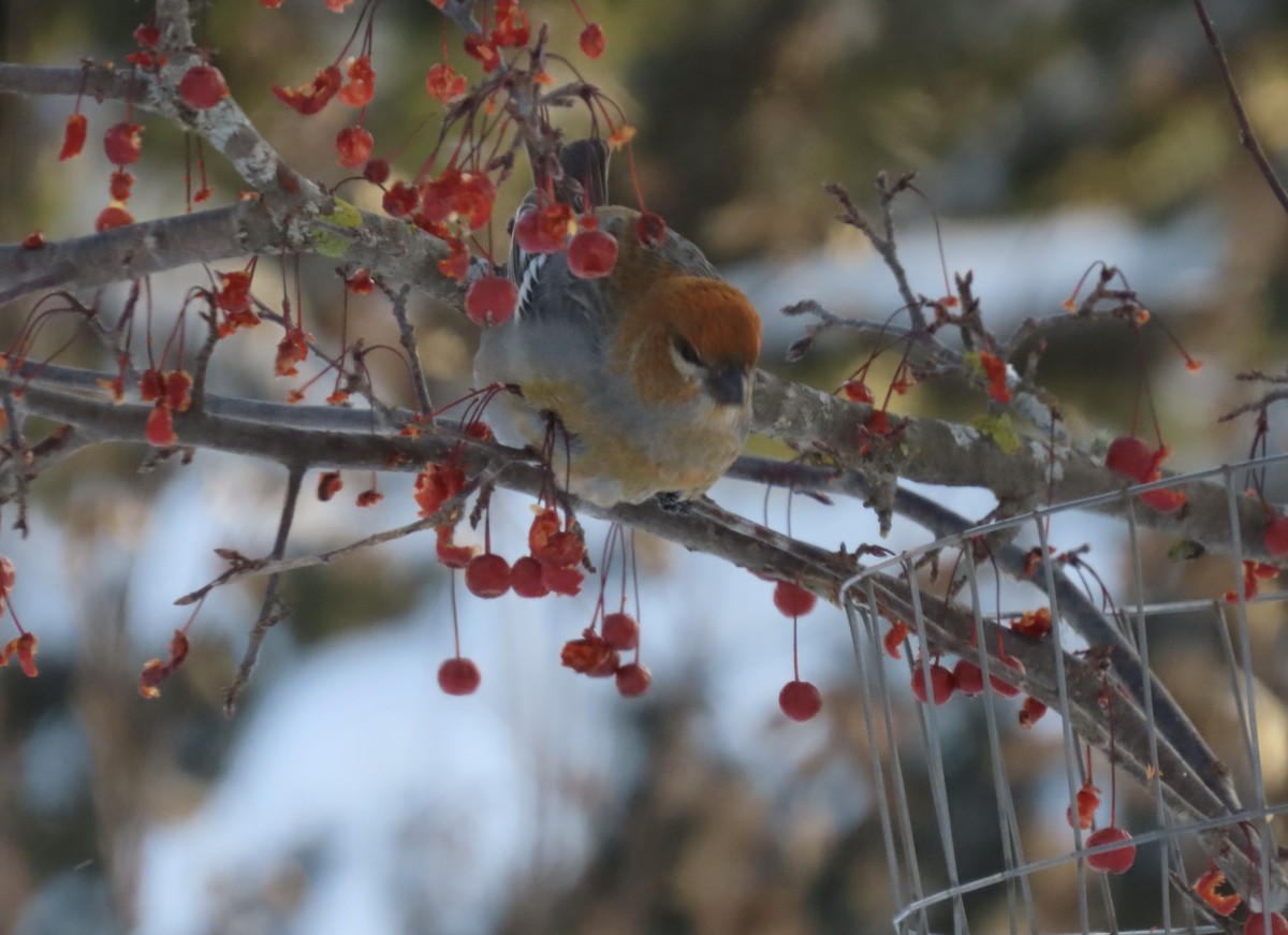 Pinu-gailupa - ML646865090