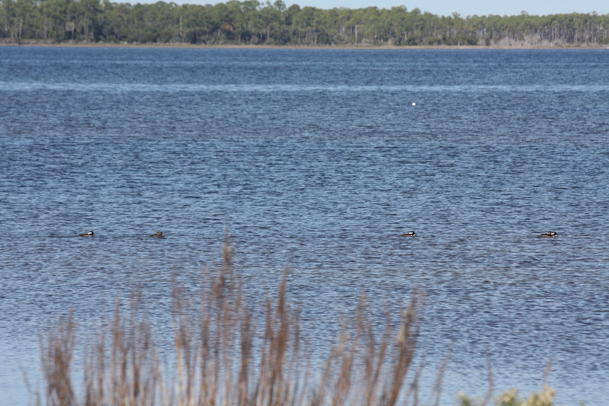 Hooded Merganser - ML646865098