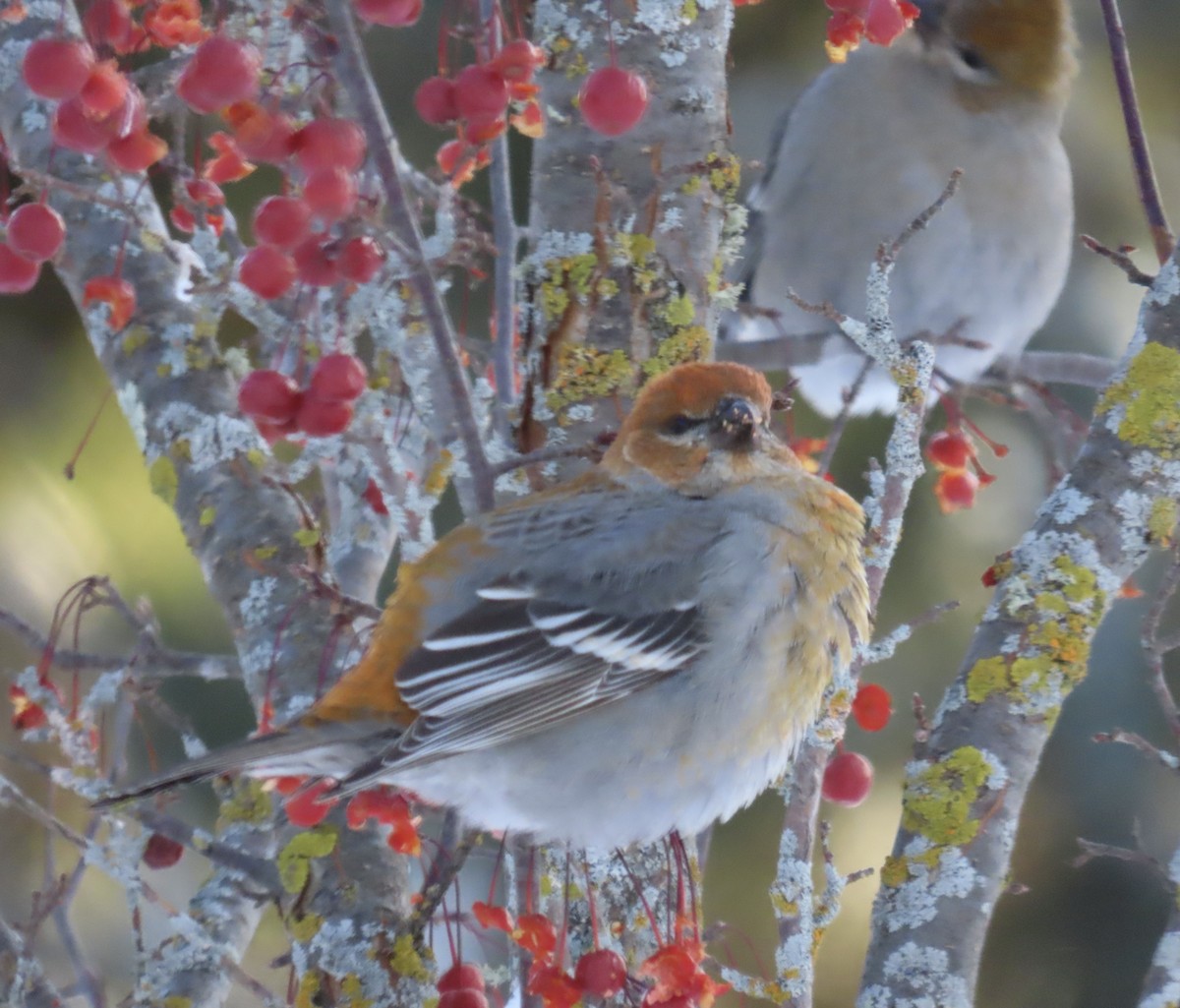 Pinu-gailupa - ML646865099