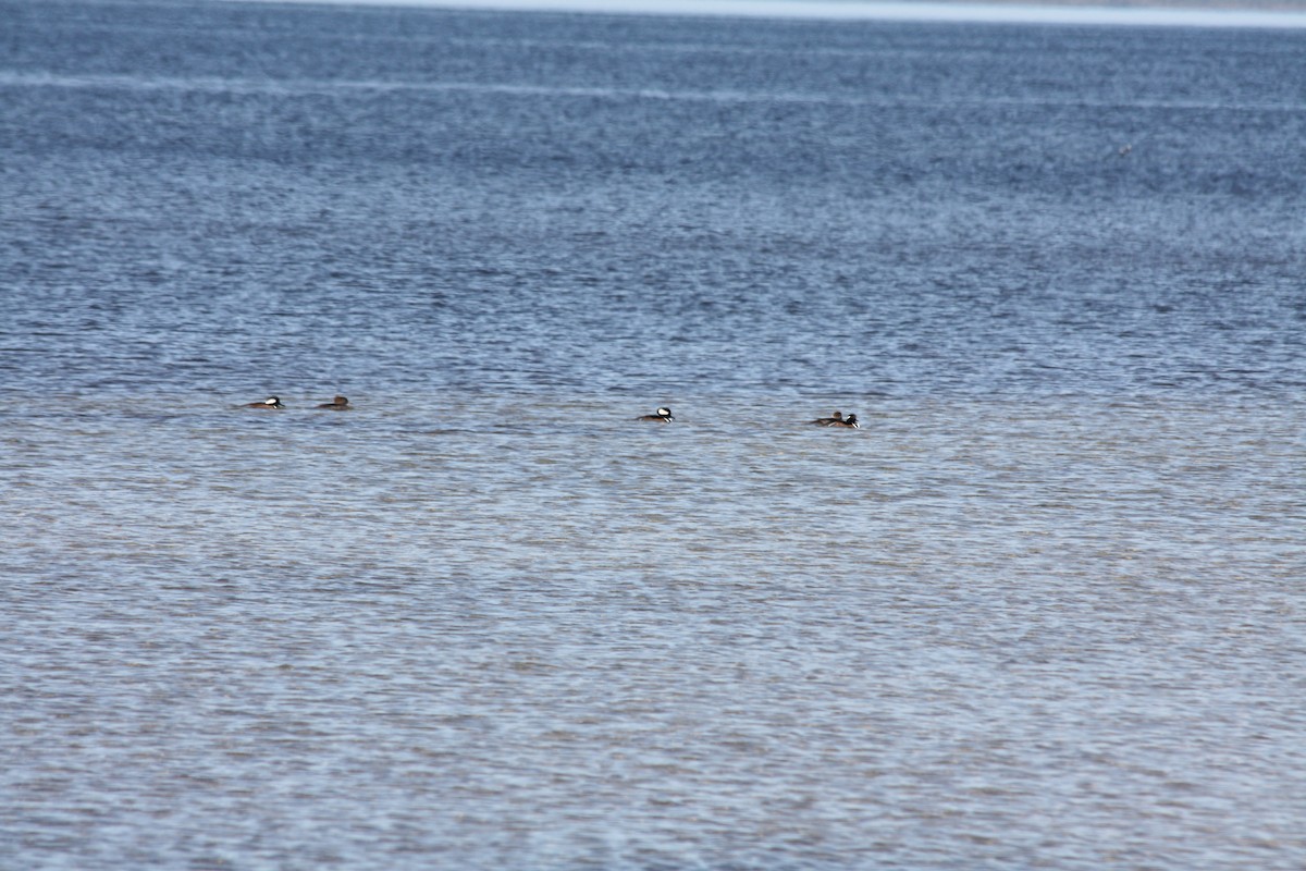 Hooded Merganser - ML646865100