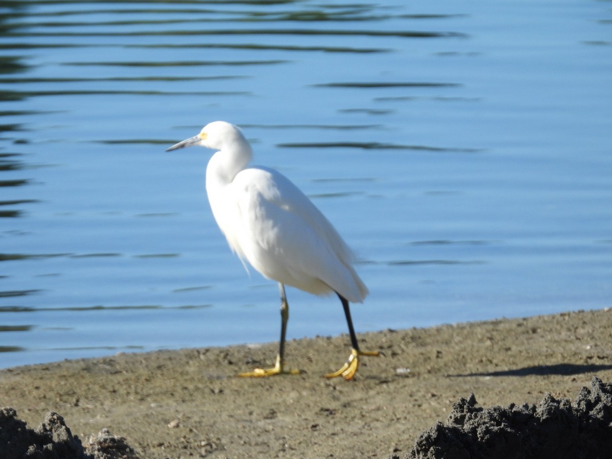 לבנית אמריקנית - ML646865101