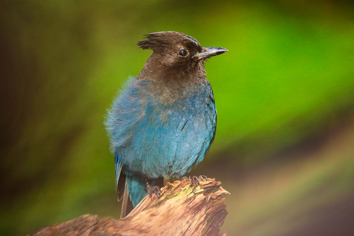 Стеллерова сойка - ML646865110