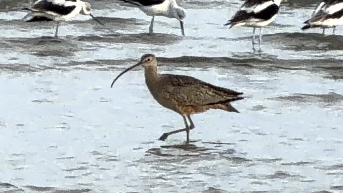 Long-billed Curlew - ML646865114