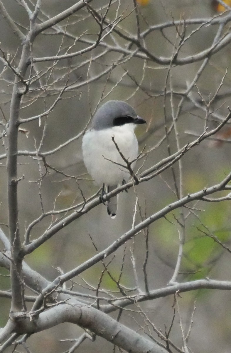 Loggerhead Shrike - ML646865115