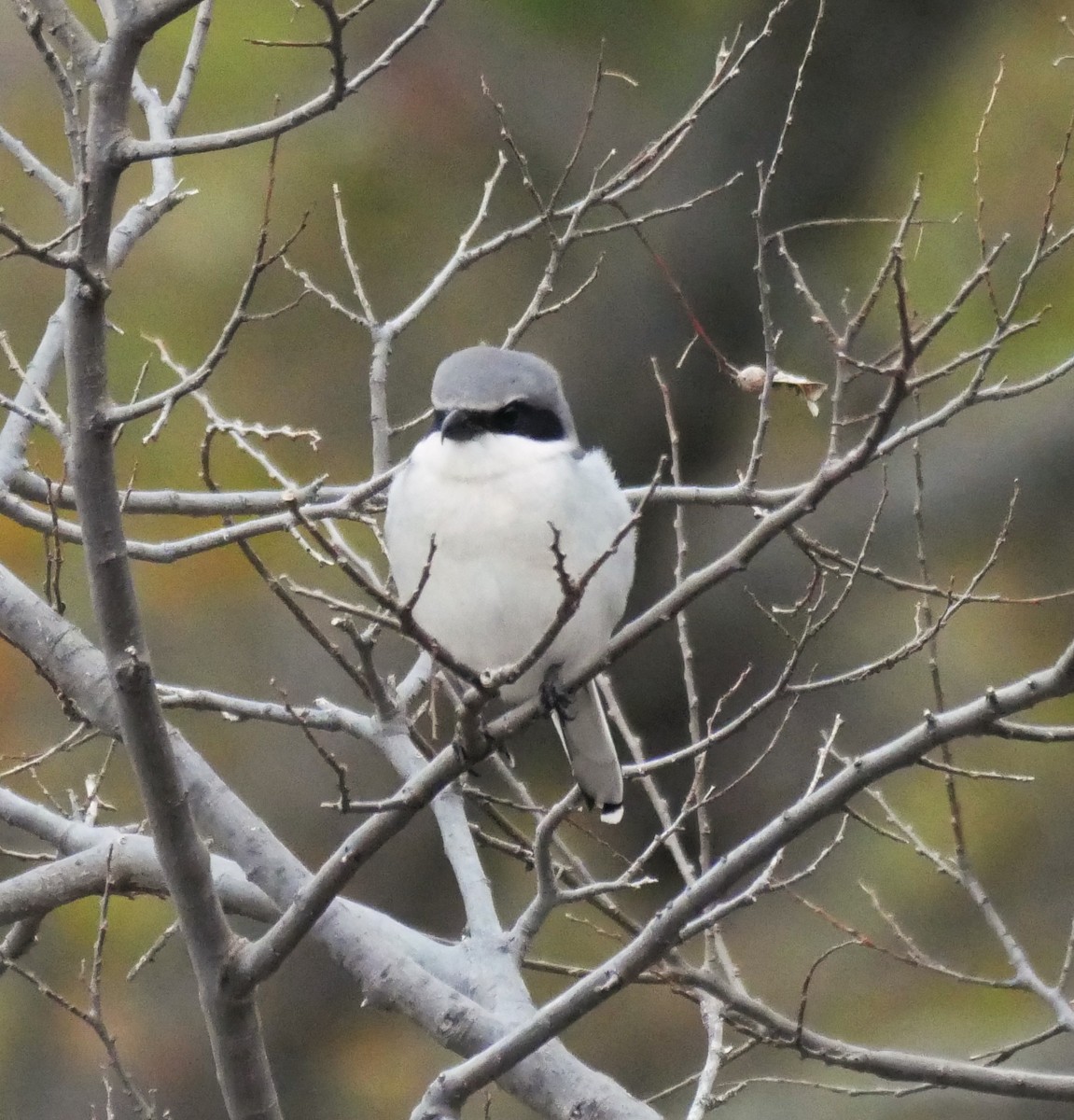 Loggerhead Shrike - ML646865116