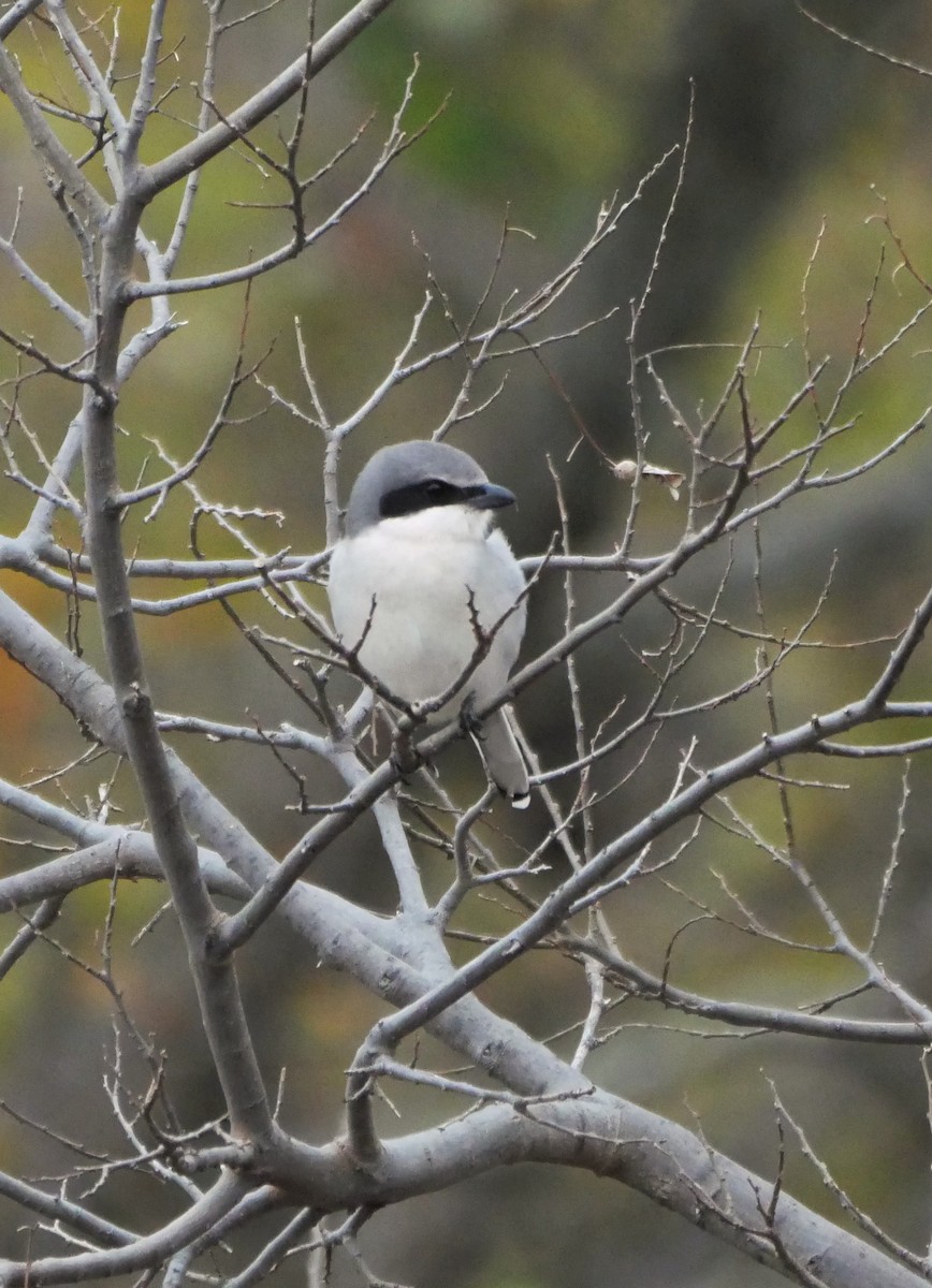 Loggerhead Shrike - ML646865117