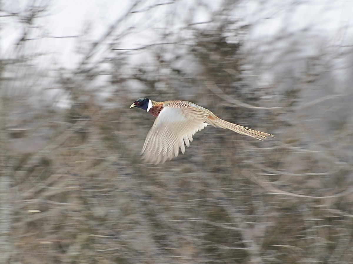 Зэрлэг гургуул - ML646865128