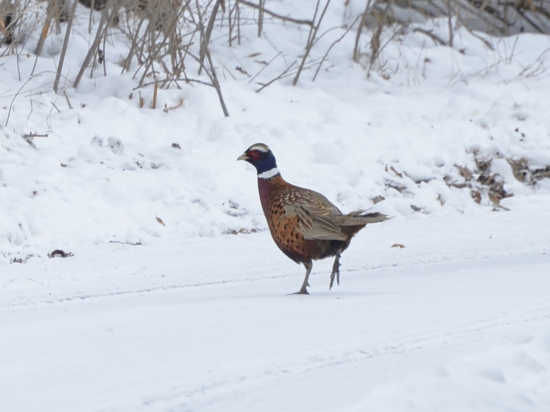 Зэрлэг гургуул - ML646865149