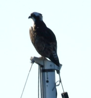 שלך - ML646865150