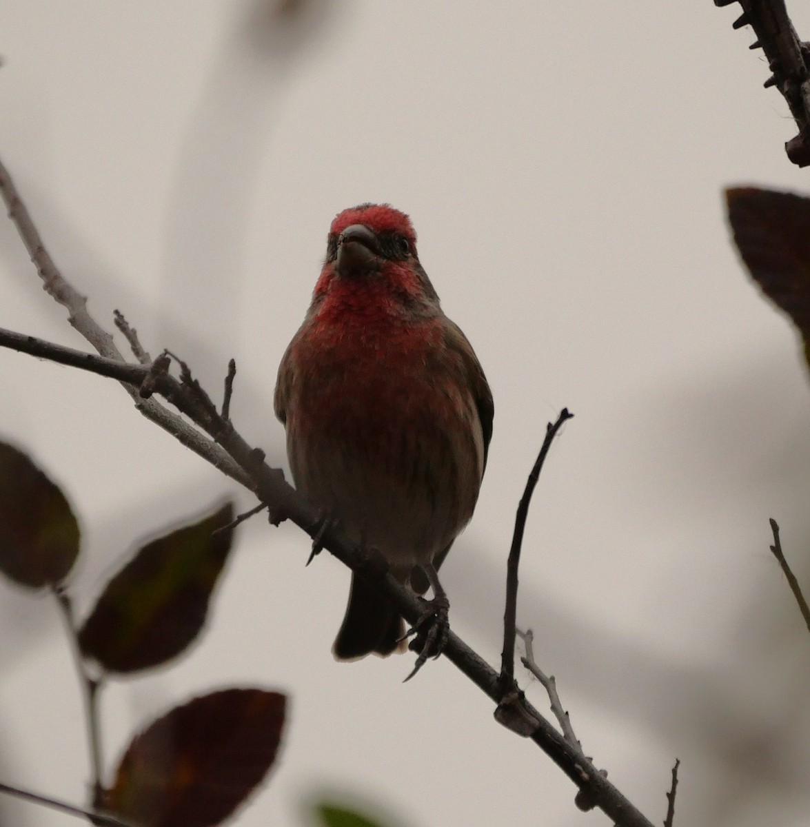 Roselin familier - ML646865152