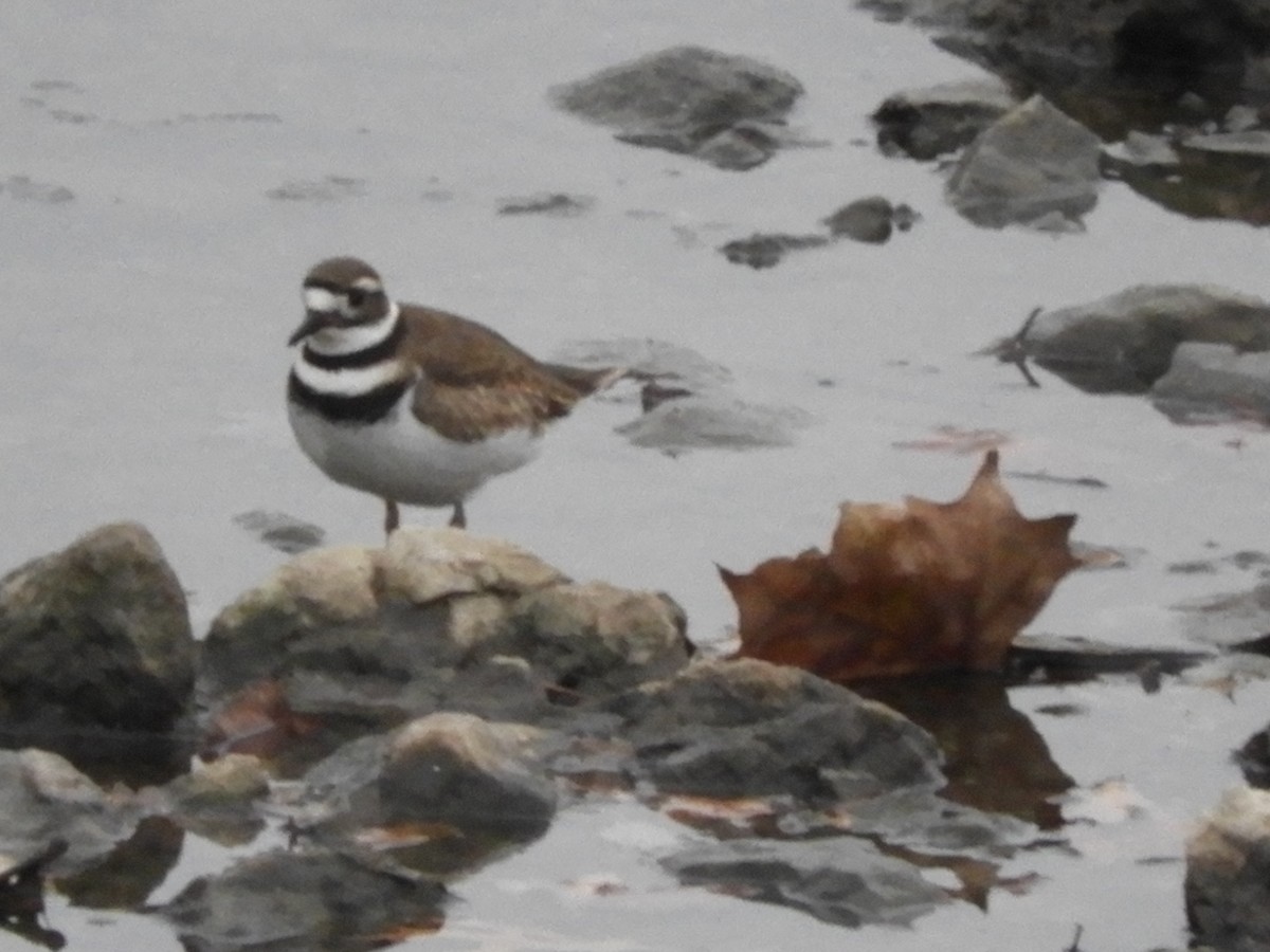 Chorlitejo Culirrojo - ML646865154