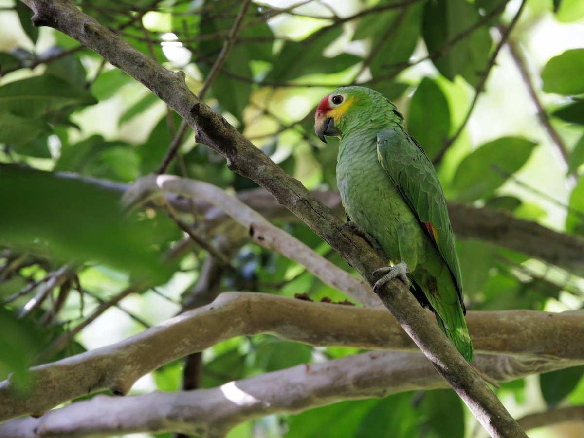 Kırmızı Alınlı Amazon - ML646865155