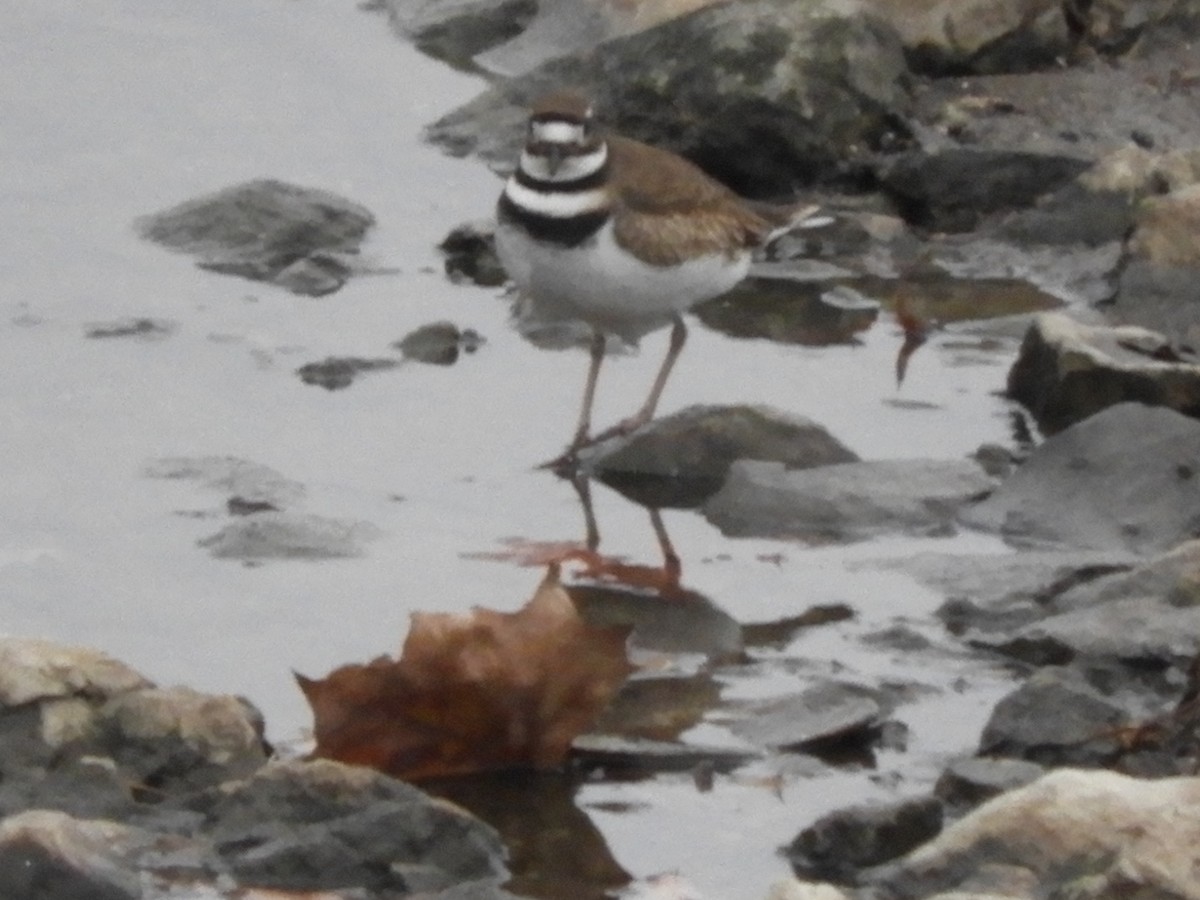 Chorlitejo Culirrojo - ML646865156