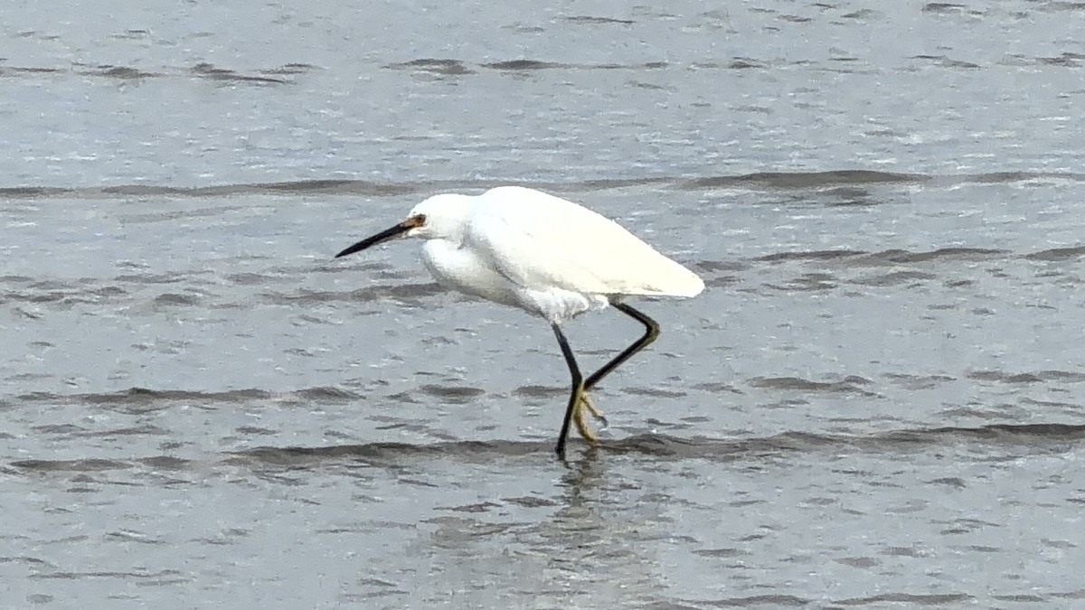 Snowy Egret - ML646865158