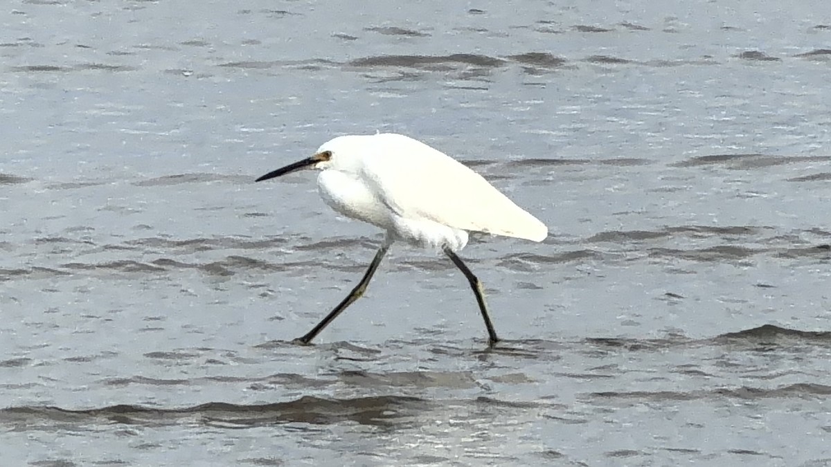 Snowy Egret - ML646865159