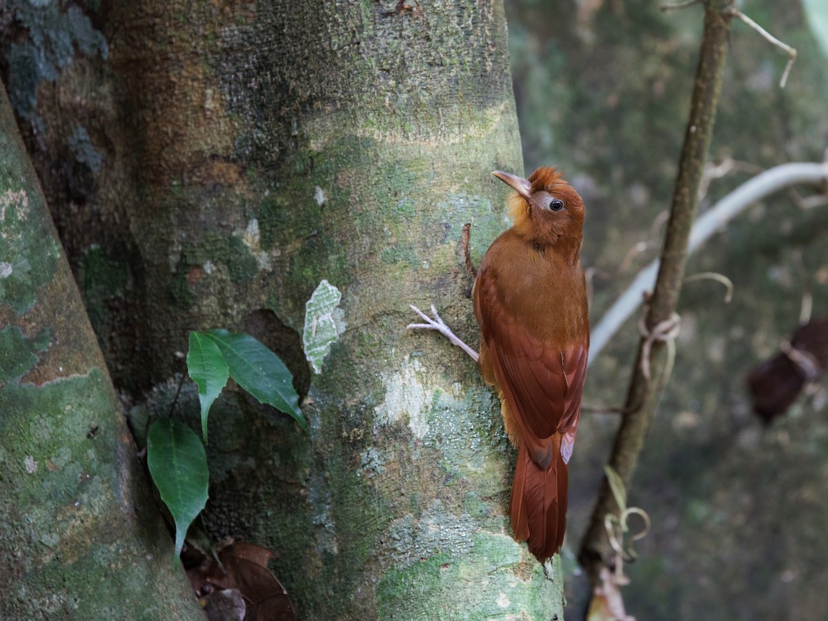 Kızıl Tırmaşık - ML646865162