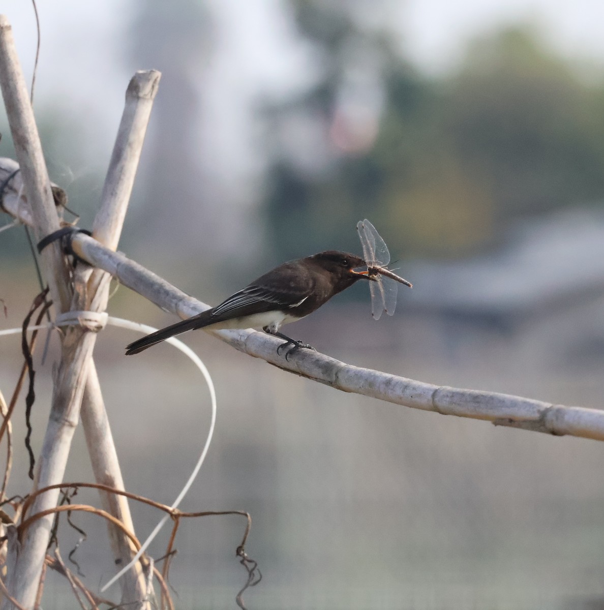 Black Phoebe - ML646865163