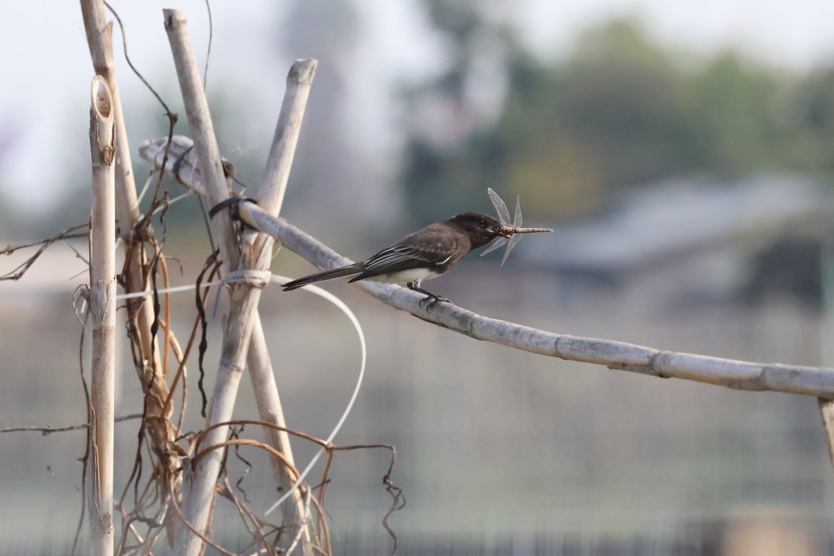 Black Phoebe - ML646865164