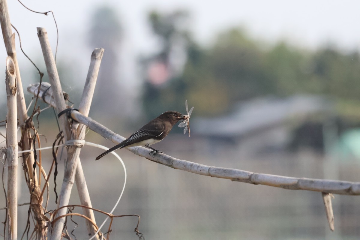 Black Phoebe - ML646865165