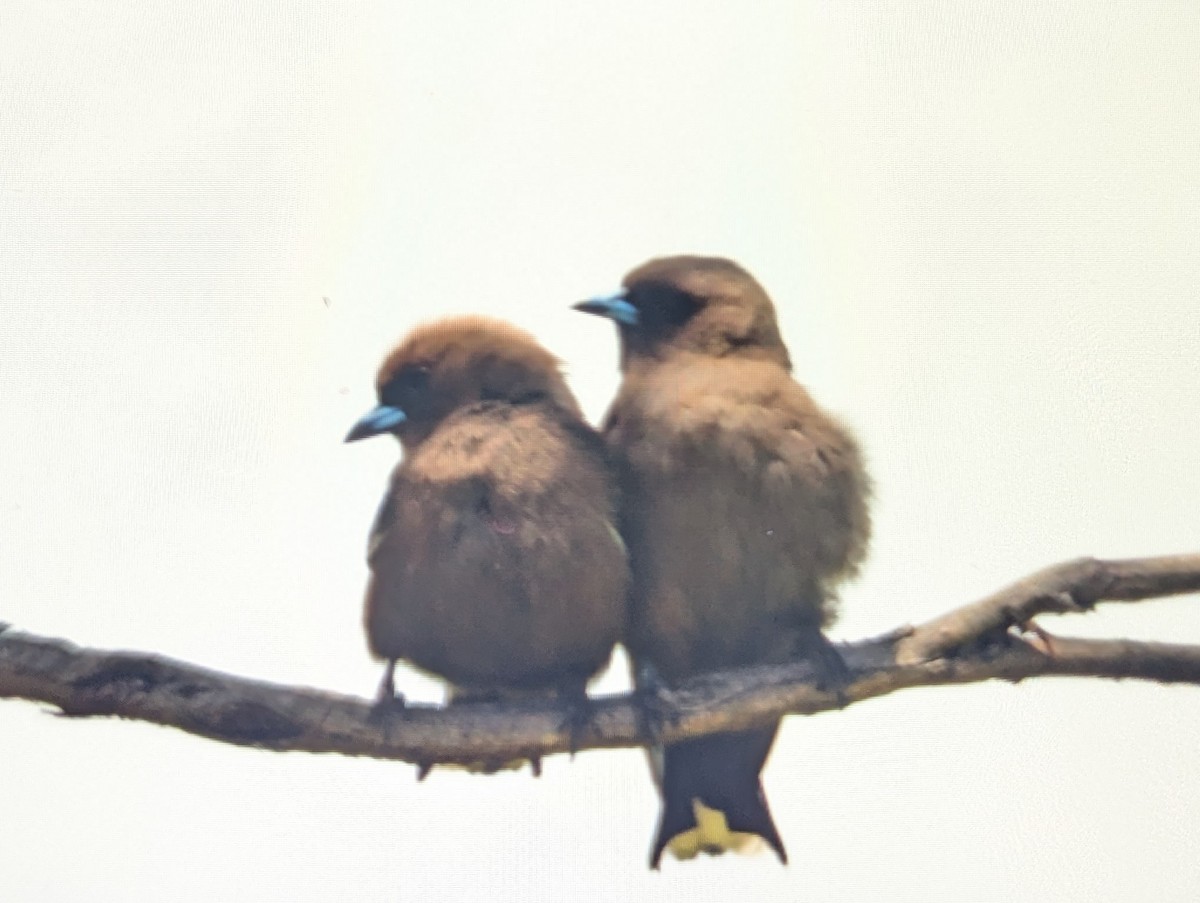 Dusky Woodswallow - ML646865166