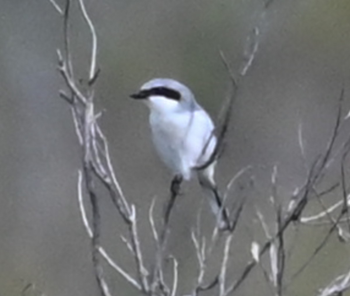 Loggerhead Shrike - ML646865171