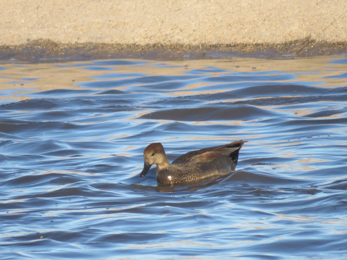 kopřivka obecná - ML646865177