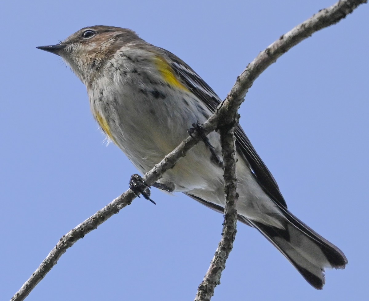 Taçlı Ötleğen (coronata) - ML646865179