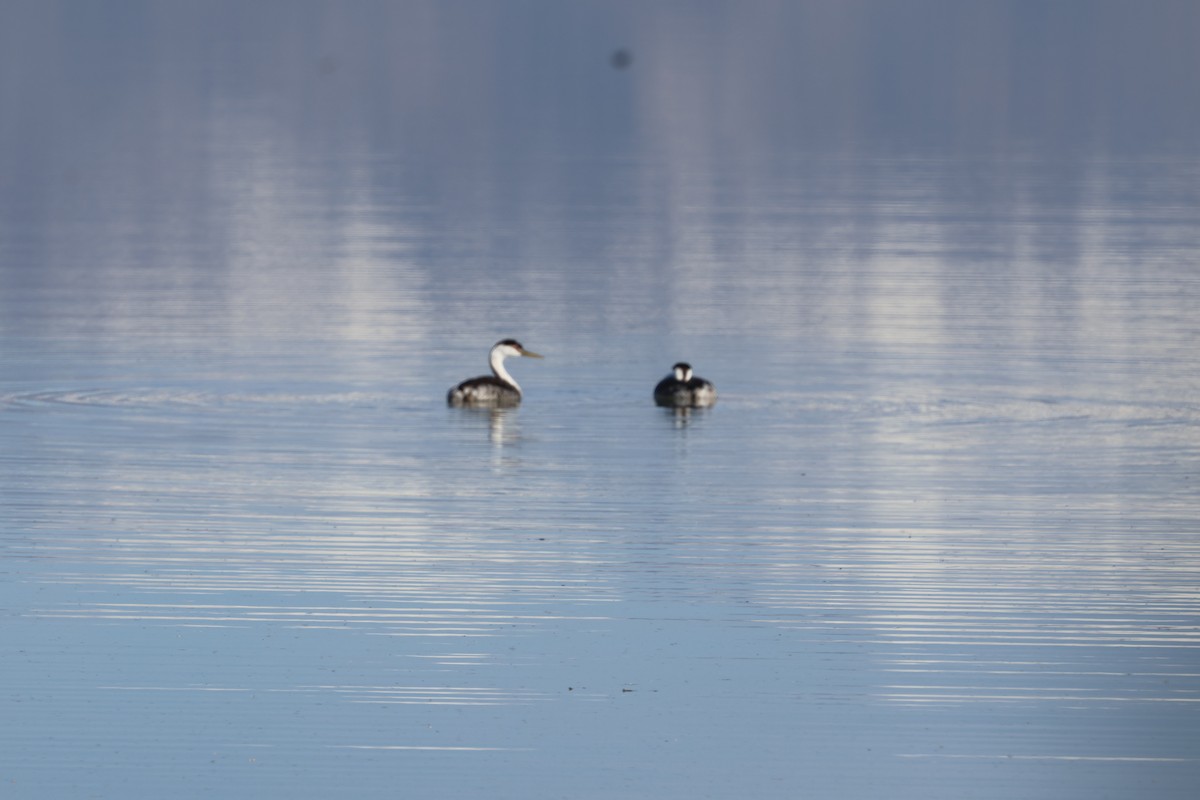 potápka západní - ML646865183