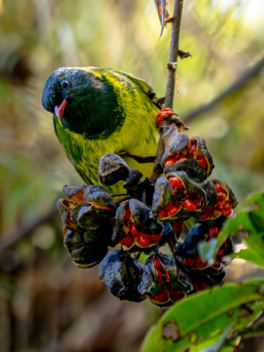 Green-and-black Fruiteater - ML646865185