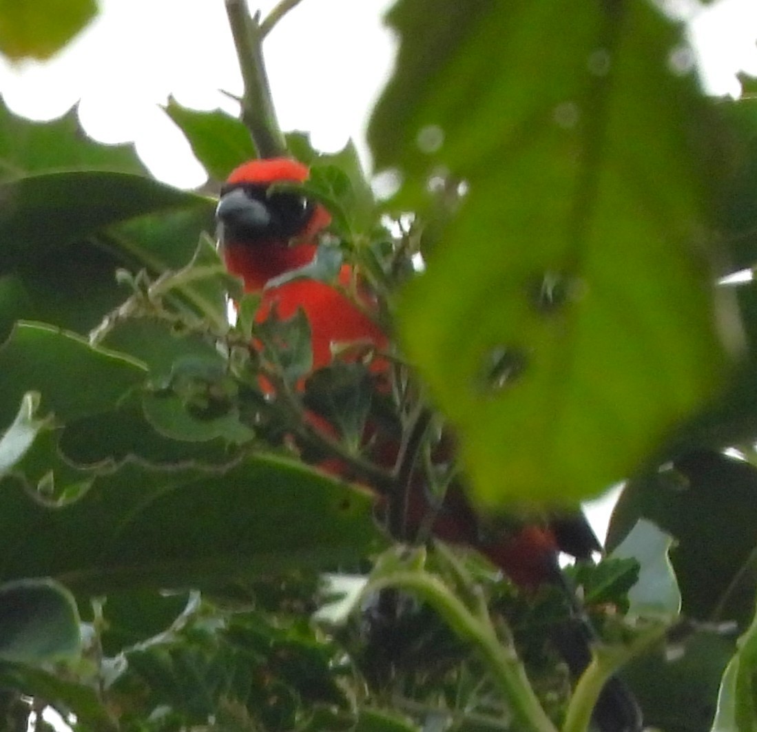 White-winged Tanager - ML646865186