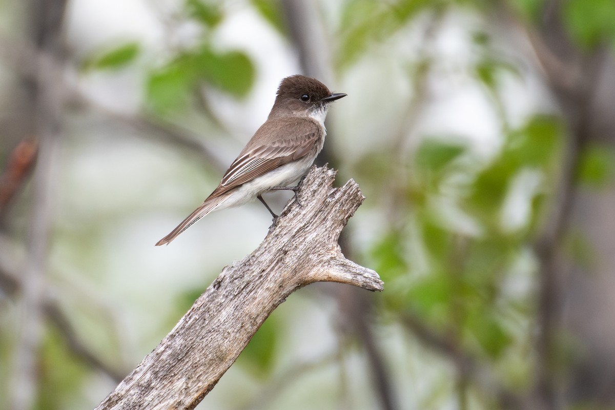 gråfibi - ML646865191