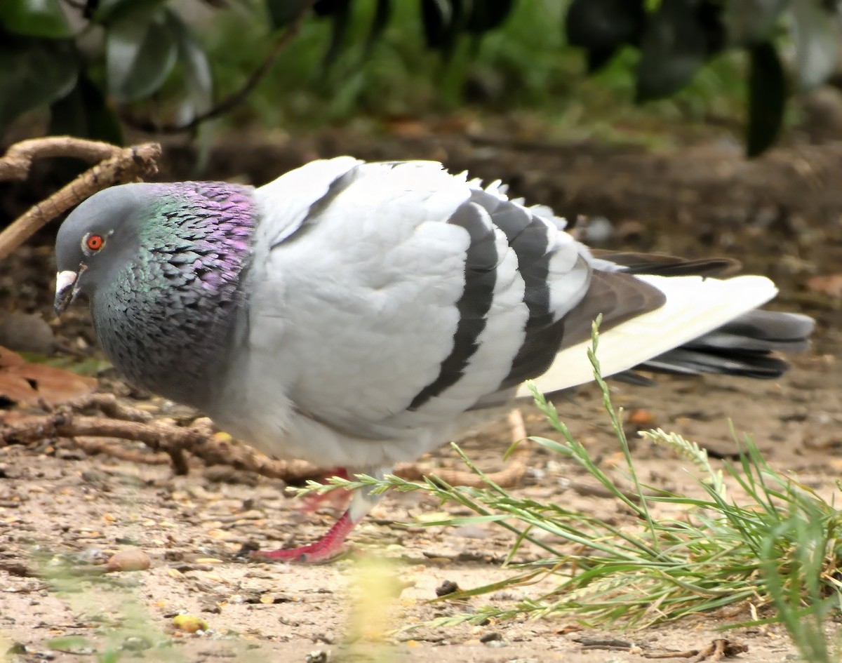 Pigeon biset (forme domestique) - ML646865201