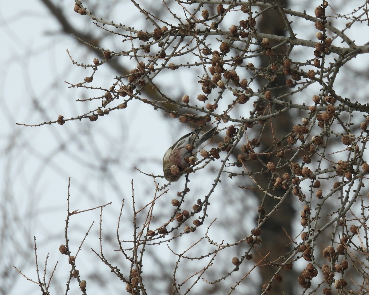 Redpoll - ML646865202