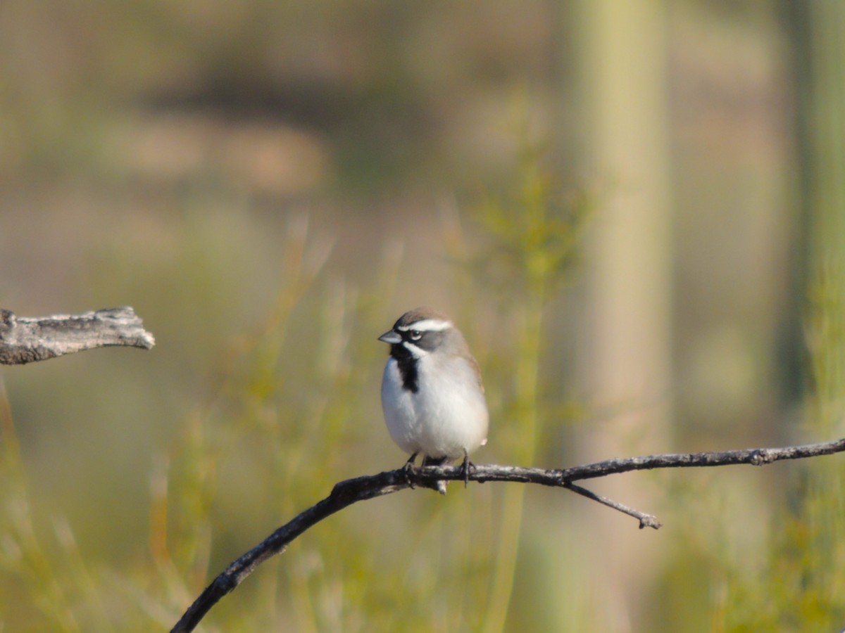 Black-throated Sparrow - ML646865204