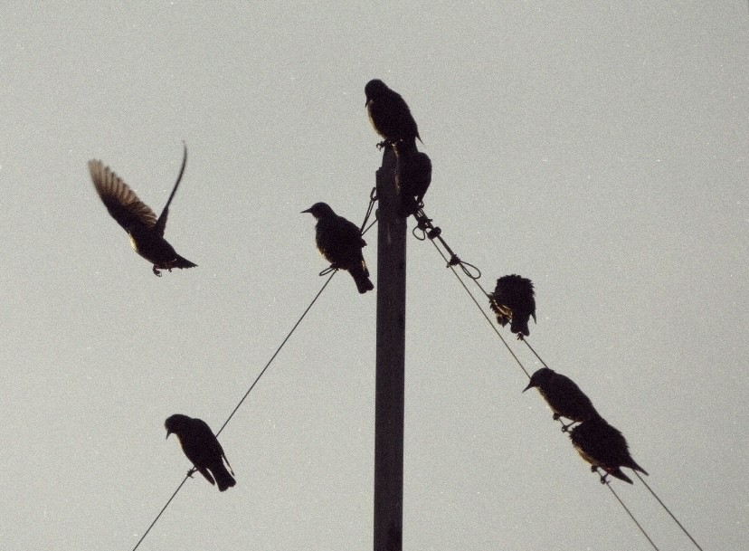 Шпак звичайний - ML646865205