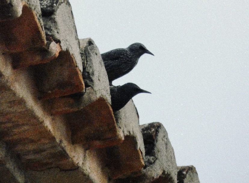 Шпак звичайний - ML646865206