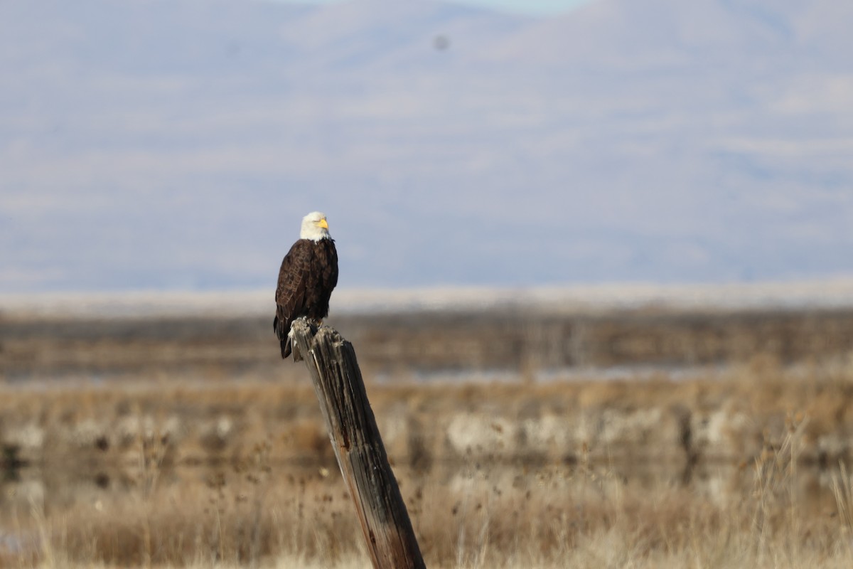 orel bělohlavý - ML646865208