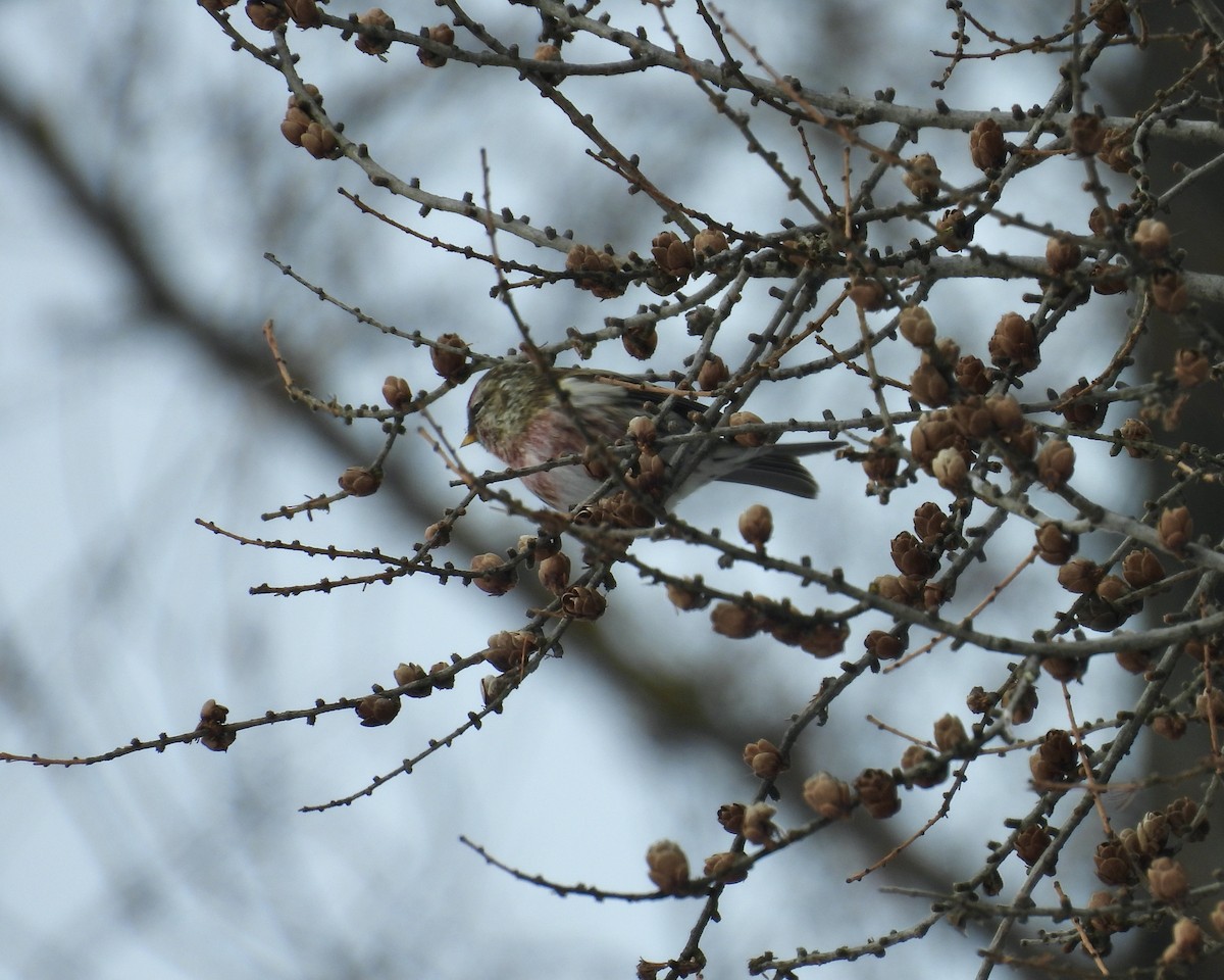 Redpoll - ML646865209