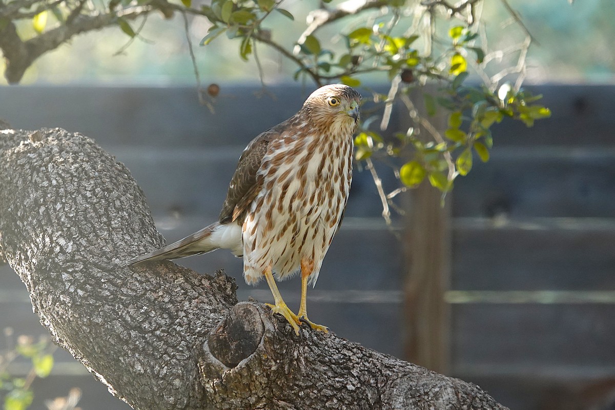 Cooper's Hawk - ML646865213