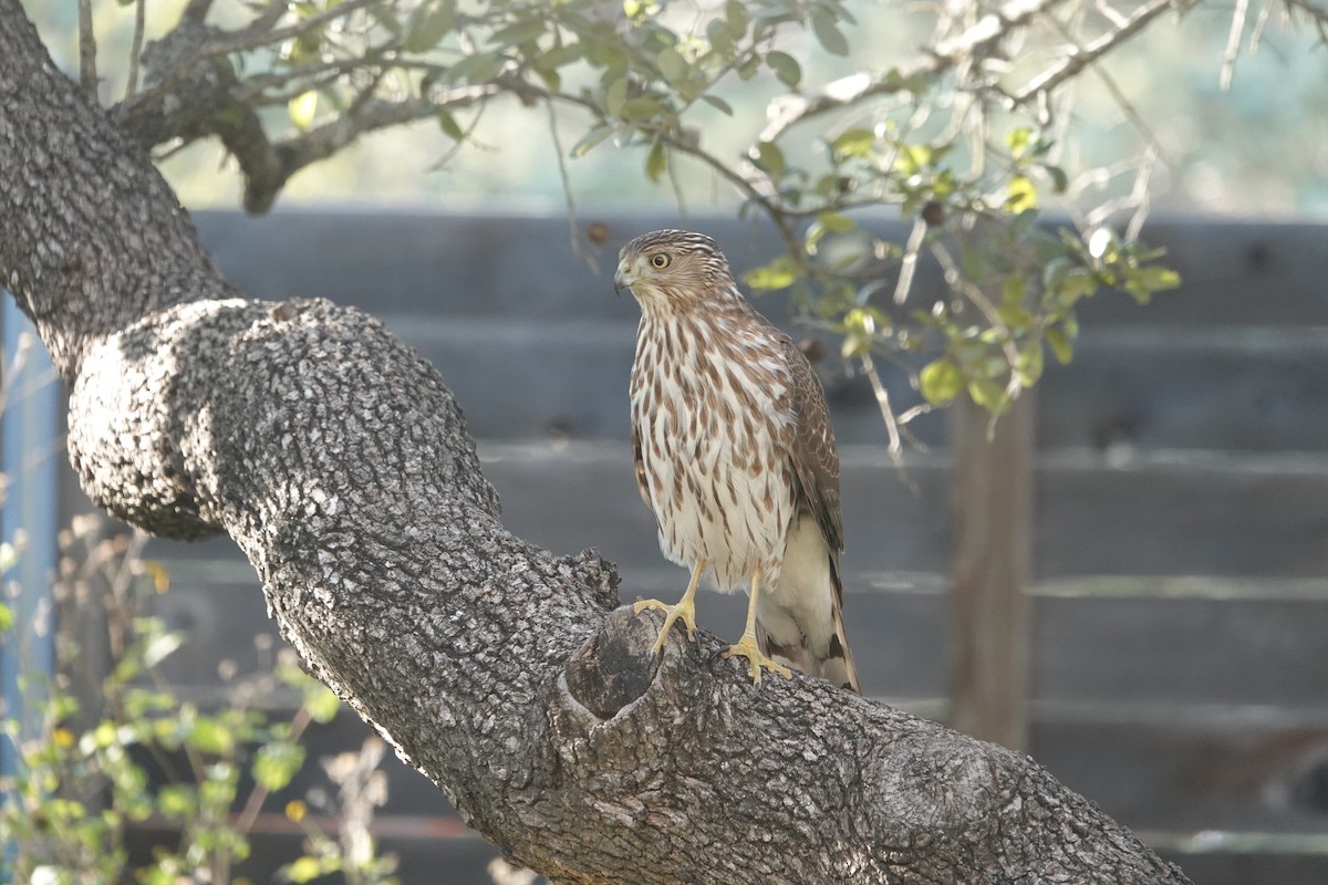 Cooper's Hawk - ML646865214