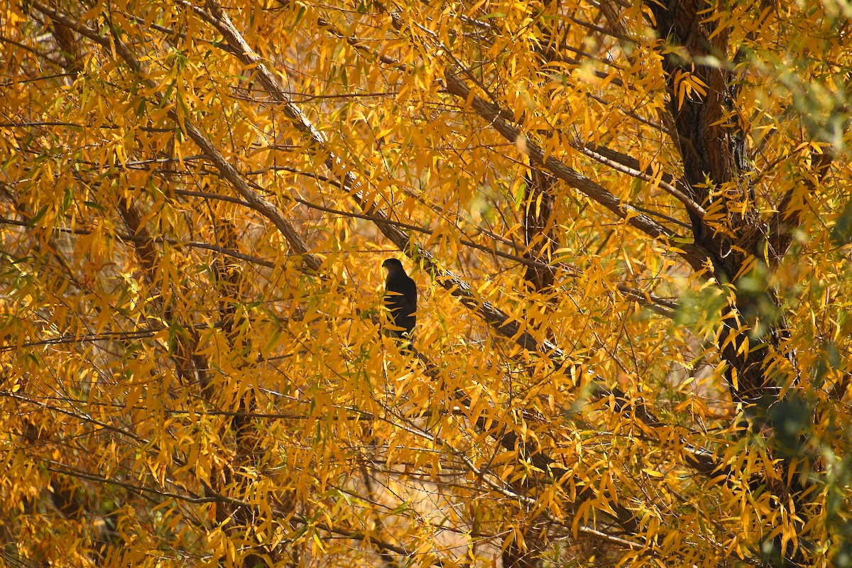 Cooper's Hawk - ML646865216