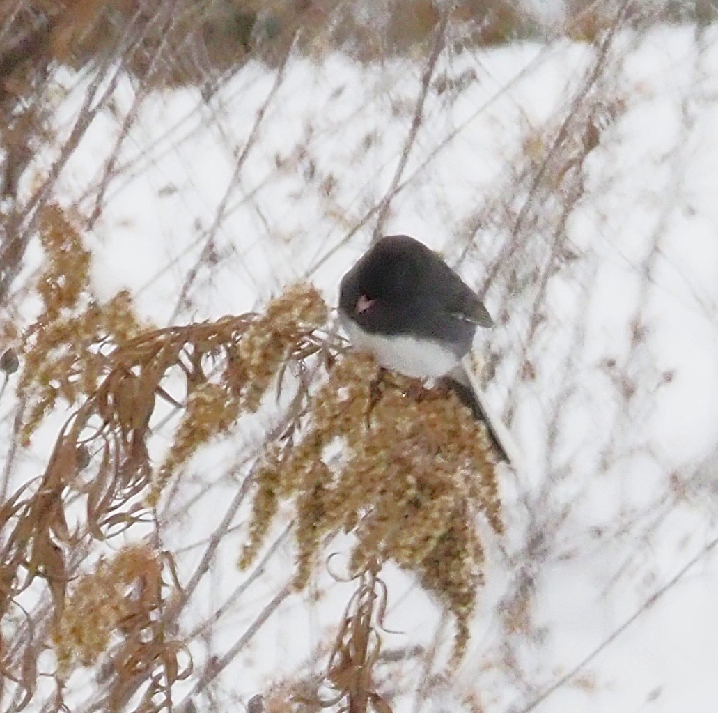 Dark-eyed Junco - ML646865217