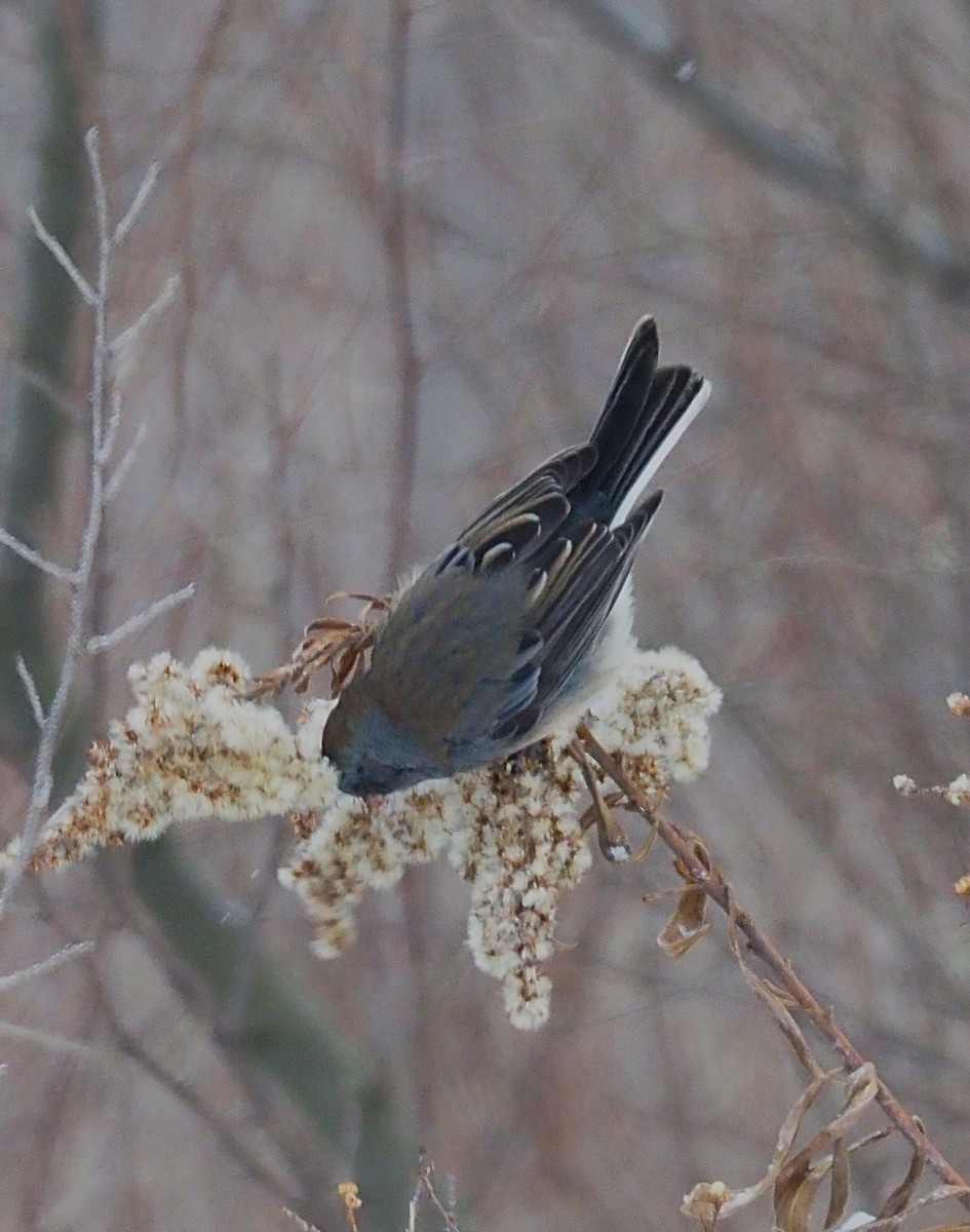 Dark-eyed Junco - ML646865218