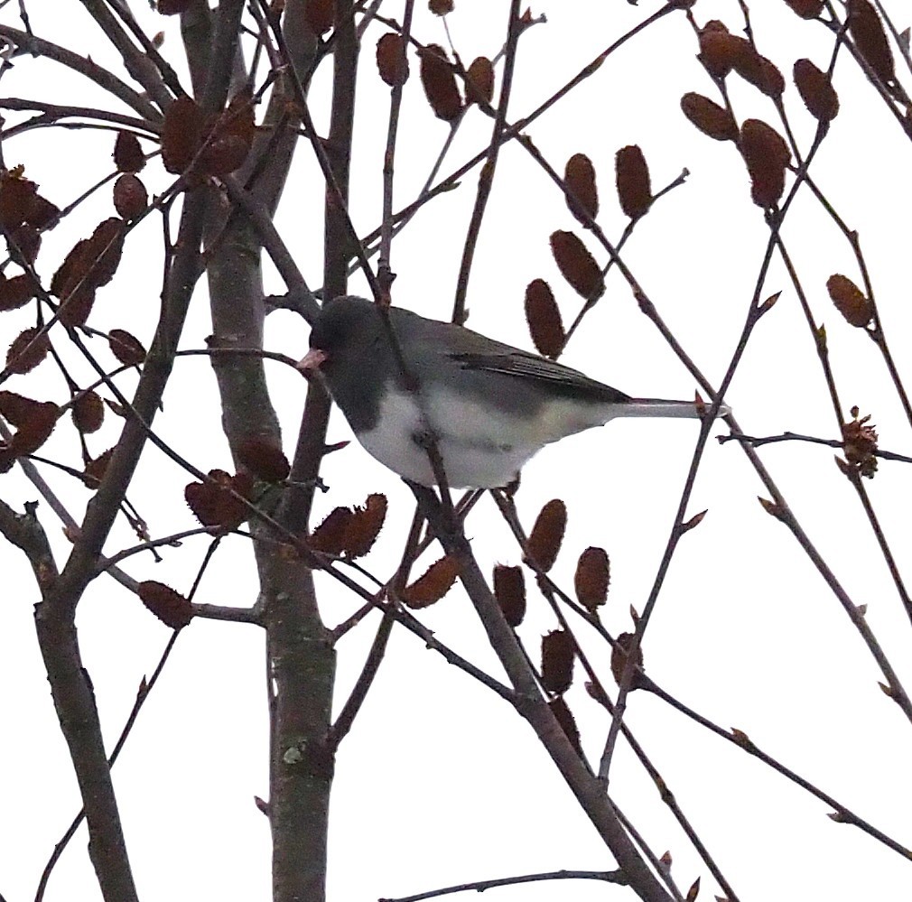Dark-eyed Junco - ML646865219