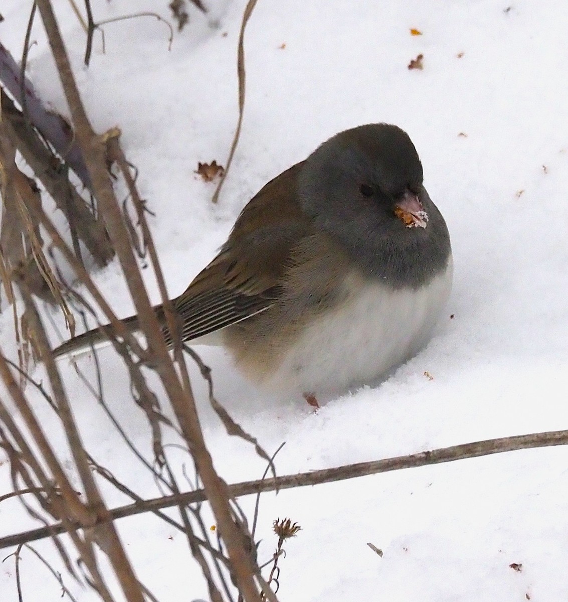 Dark-eyed Junco - ML646865220