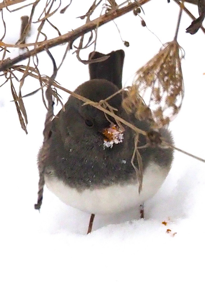 Dark-eyed Junco - ML646865221