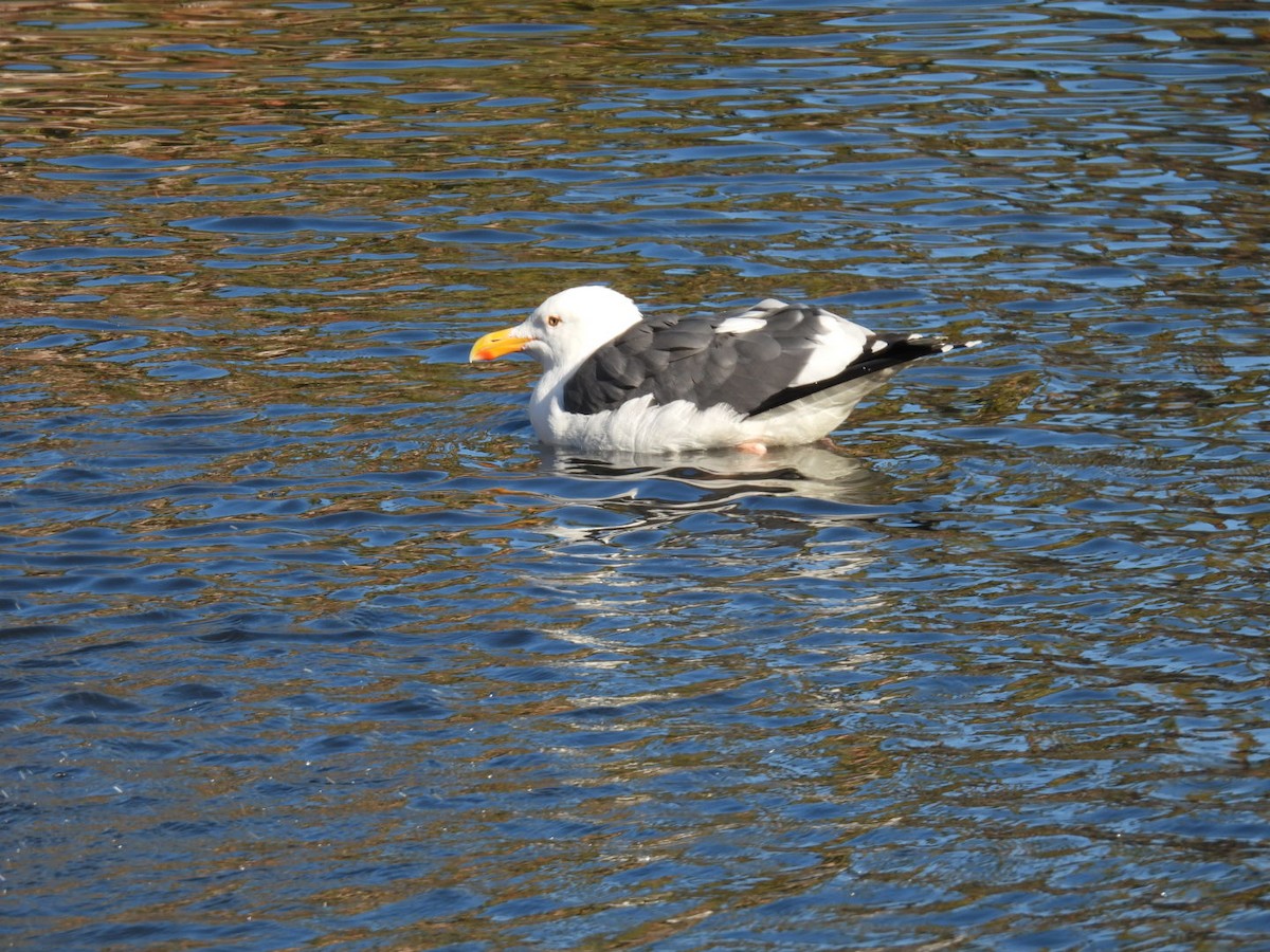 Western Gull - ML646865229