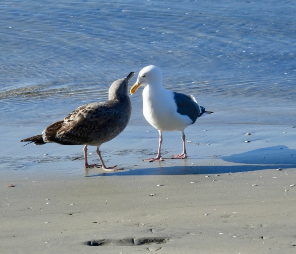 Western Gull - ML646865230